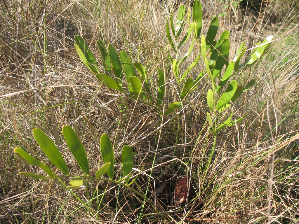 Zamia pygmaea in April 2009 by Yoannis Domínguez · iNaturalist