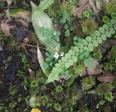 Cardamine dolichostyla