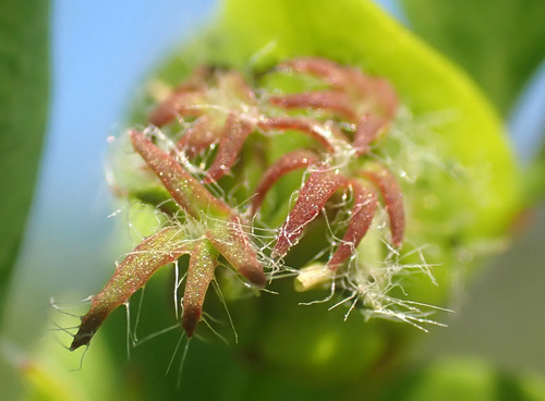 Lotus pedunculatus