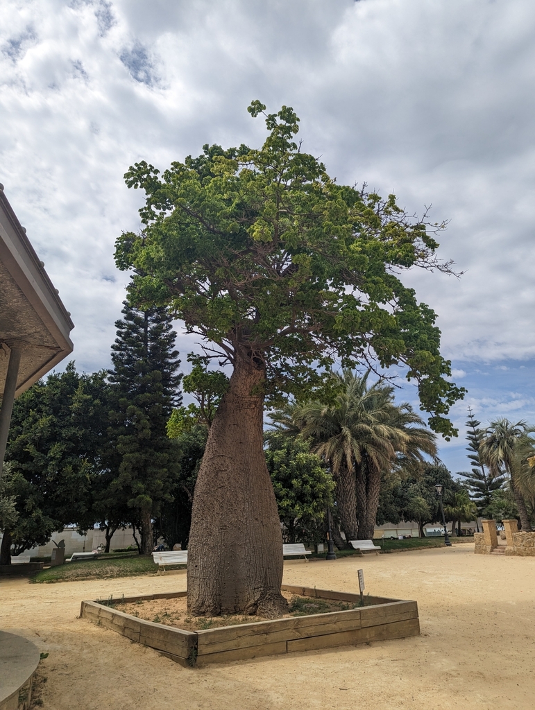 El palo borracho del Parque Genovés