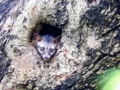 Paradoxurus hermaphroditus