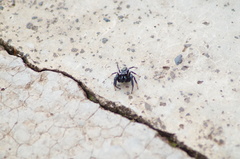 Salticidae
