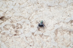 Salticidae
