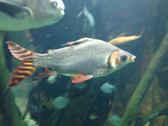 Semaprochilodus taeniurus