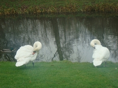 Cygnus olor
