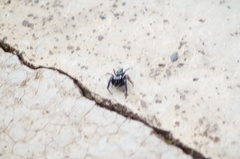 Salticidae