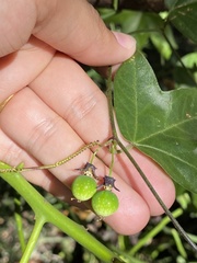 Passiflora suberosa image