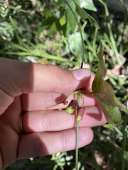 Passiflora suberosa image