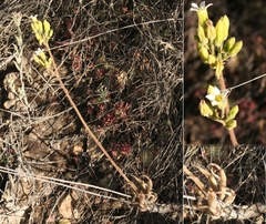 Tylecodon leucothrix