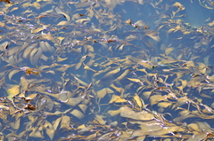 Macrocystis pyrifera