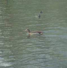 Alopochen aegyptiaca