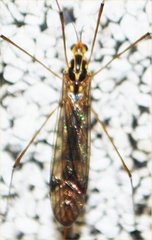 Tipulomorpha