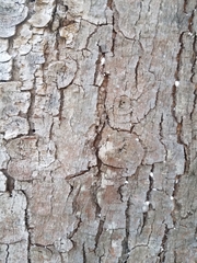 Mycocalicium subtile