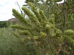 Atriplex canescens canescens