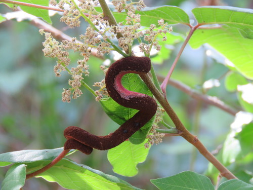 Pileolaria brevipes image