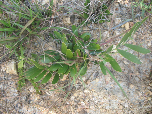 Zamia pygmaea observed 2009-04-05
