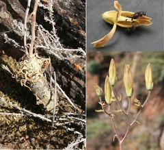 Tylecodon ventricosus