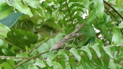 Mantoididae