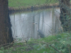 Ardea cinerea