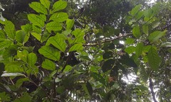 Meliaceae