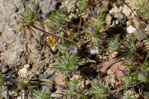 Image of Navarretia vividior by (c) Arvel Hernandez, some rights reserved (CC BY)
