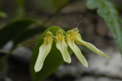 Bulbophyllum longiflorum