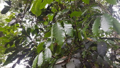 Meliaceae