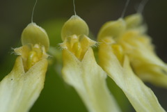 Bulbophyllum longiflorum