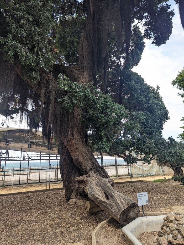 El pohutukawa del Parque Genovés
