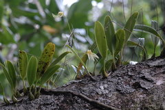 Bulbophyllum longiflorum