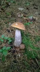 Leccinum