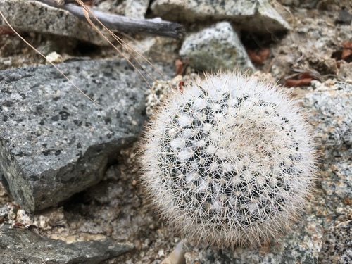 Mammillaria evermanniana
