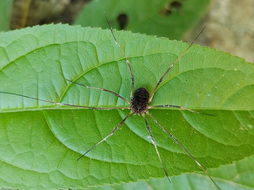 Diguetinus spinulatus