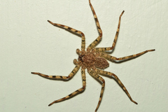 Selenops nigromaculatus