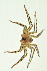 Selenops nigromaculatus