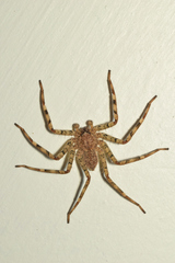Selenops nigromaculatus