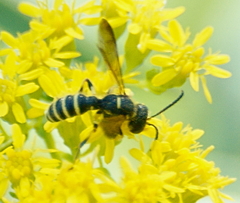 Cerceris nigrescens