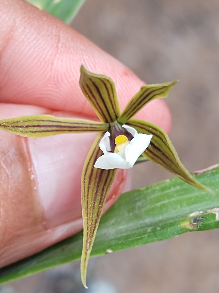 Prosthechea pastoris