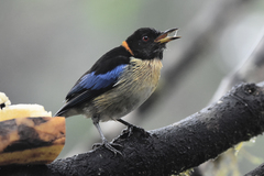 Iridophanes pulcherrimus