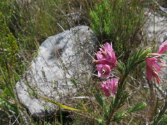 Erica glauca elegans