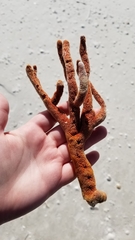 Axinella polycapella