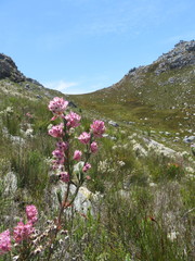 Erica glauca elegans