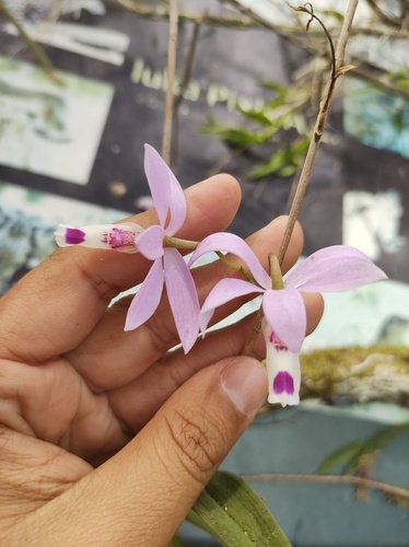 Epidendrum barkeriola Rchb.f. 3