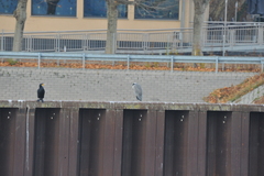Phalacrocorax carbo