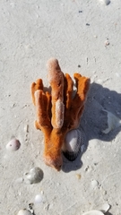 Axinella polycapella