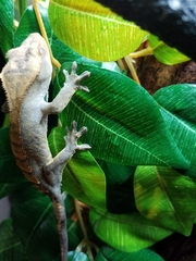 Correlophus ciliatus