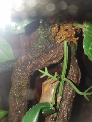 Correlophus ciliatus