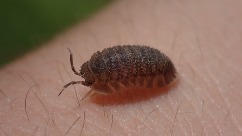 Photo of Serrated Pill Woodlouse (Armadillidium serratum)