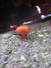 Phaeomarasmius
