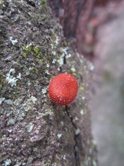 Phaeomarasmius